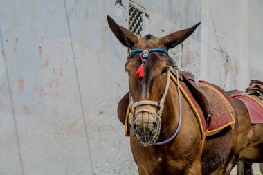 Yunanistan 'ın Santorini adasında eşekler. Yüksek kalite fotoğraf