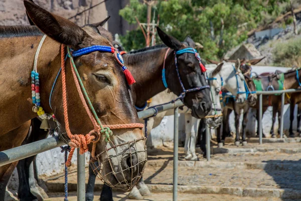 Yunanistan 'ın Santorini adasında eşekler. Yüksek kalite fotoğraf