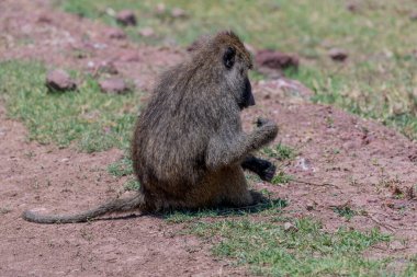 Wild monkeys in the African savannah. High quality photo