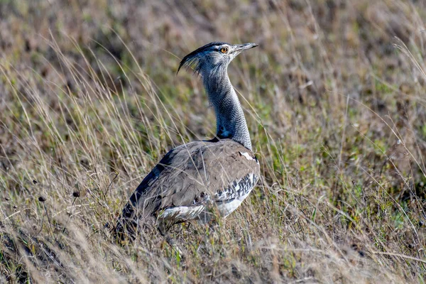 Uccelli Selvatici Nel Parco Nazionale Del Serengeti Foto Alta Qualità — Foto Stock