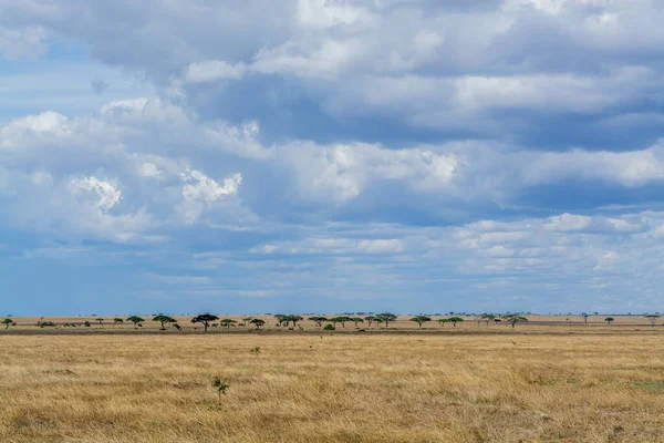 Savannah Landscape Serengeti National Park High Quality Photo — Stock Photo, Image
