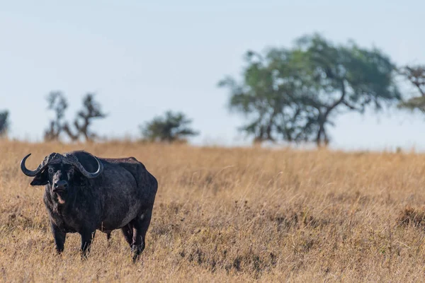 Wild Buffalo Serengeti National Park High Quality Photo — 图库照片