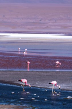 Bolivya altiplanosundaki kırmızı gölde vahşi bir hayvan. Yüksek kalite fotoğraf