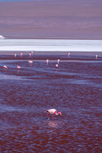 Άγρια Πανίδα Στην Κόκκινη Λιμνοθάλασσα Στο Βολιβιανό Αλτιπλάνο Υψηλής Ποιότητας — Φωτογραφία Αρχείου