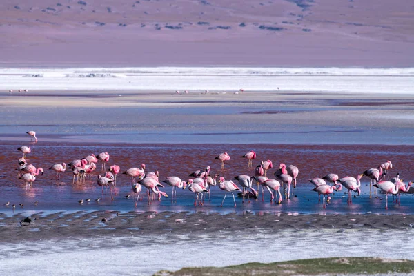 Wild fauna in the red lagoon in the bolivian altiplano. High quality photo