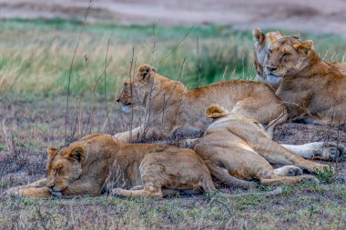 Wild lionesses in the Serengeti National Park in the heart of Africa. High quality photo