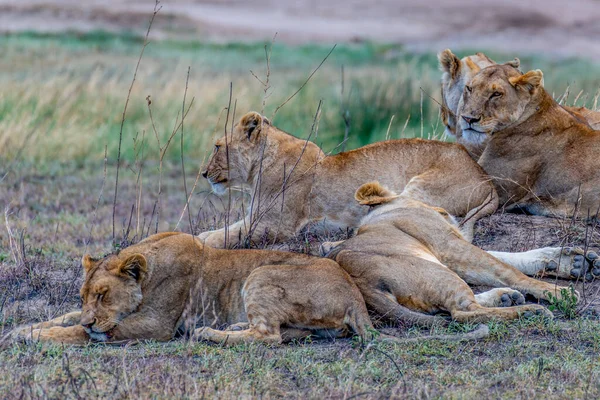 Wild Lionesses Serengeti National Park Heart Africa High Quality Photo — Stock Photo, Image