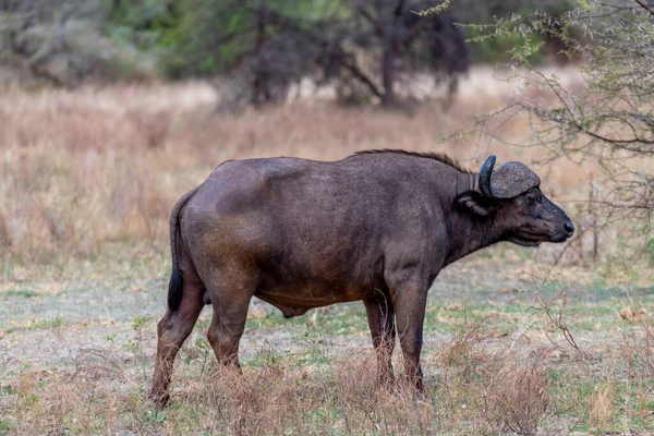 Wild Buffalo Savannah Africa High Quality Photo — 图库照片