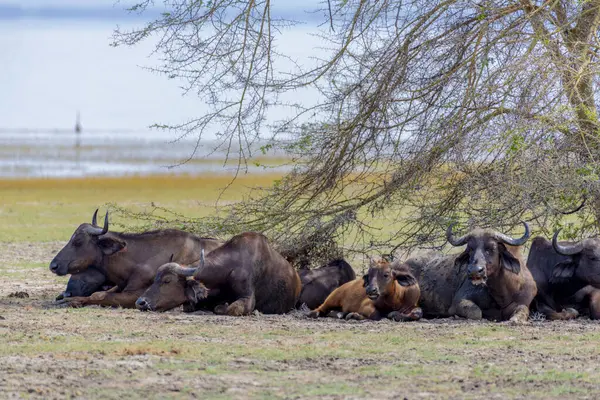 Wild Buffalo Savannah Africa High Quality Photo — Foto Stock