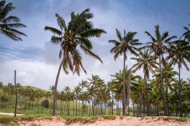 Anakena sahilinde moais, Rapa Nui, Paskalya Adası 'nda. Yüksek kalite fotoğraf