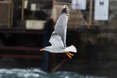 Stromboli adasındaki volkanik arazide martı. Yüksek kalite fotoğraf