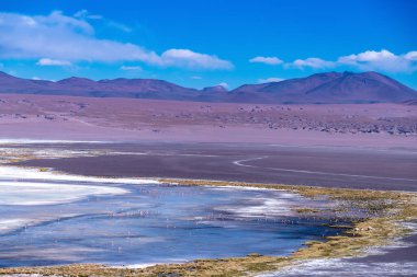 Bolivya altiplanosundaki kırmızı gölde vahşi bir hayvan. Yüksek kalite fotoğraf