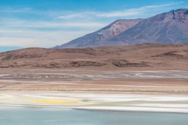 Bolivya altiplanosundaki kırmızı gölde vahşi bir hayvan. Yüksek kalite fotoğraf