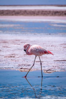 Atacama tuz düzlüğünde flamingolar, Şili. Yüksek kalite fotoğraf