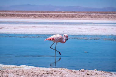 Atacama tuz düzlüğünde flamingolar, Şili. Yüksek kalite fotoğraf