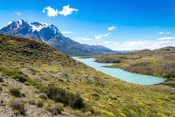 Parc National Des Torres Del Paine Patagonie Chilienne Photo Haute — Photo