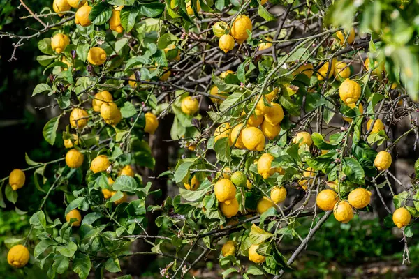 Stromboli adasının yakın plan detayları. Yüksek kalite fotoğraf