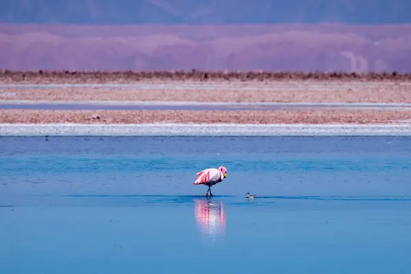 Atacama tuz düzlüğünde flamingolar, Şili. Yüksek kalite fotoğraf