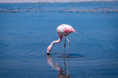 Atacama tuz düzlüğünde flamingolar, Şili. Yüksek kalite fotoğraf