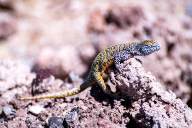 lizard in the Atacama salt flat, Chile. High quality photo clipart