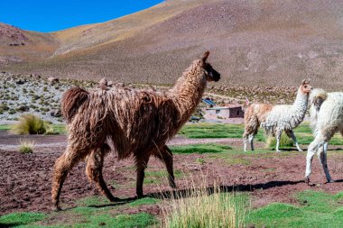 alpaca in the highlands of Chile. High quality photo clipart