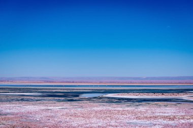 Atacama tuz düzlüğünde flamingolar, Şili. Yüksek kalite fotoğraf