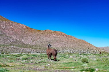 alpaca in the highlands of Chile. High quality photo clipart