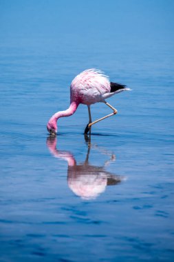 Atacama tuz düzlüğünde flamingolar, Şili. Yüksek kalite fotoğraf