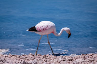 Atacama tuz düzlüğünde flamingolar, Şili. Yüksek kalite fotoğraf