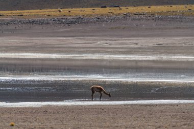 alpaca in the highlands of Chile. High quality photo clipart