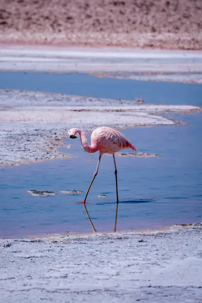 Atacama tuz düzlüğünde flamingolar, Şili. Yüksek kalite fotoğraf