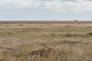 Wild cheetah in serengeti national park. High quality photo