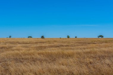 Serengeti Ulusal Parkı 'ndaki Savannah manzarası. Yüksek kalite fotoğraf