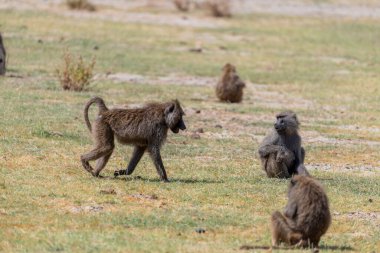 Wild monkeys in the African savannah. High quality photo