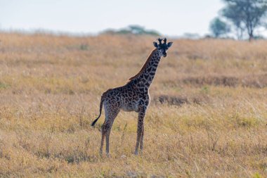 wild giraffe in Serengeti National Park in the heart of Africa. High quality photo