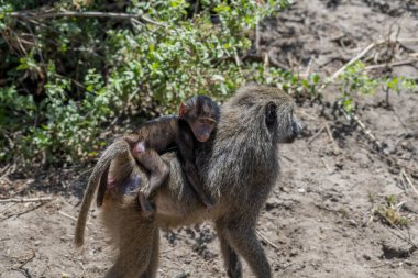 Wild monkeys in the African savannah. High quality photo
