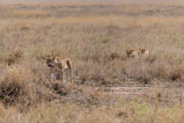 Wild lioness in the Serengeti National Park in the heart of Africa. High quality photo