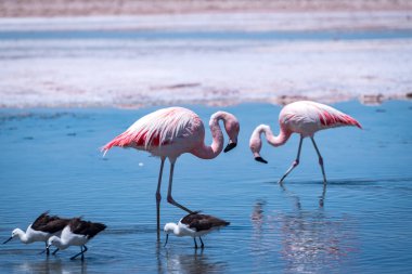 Atacama tuz düzlüğünde flamingolar, Şili. Yüksek kalite fotoğraf