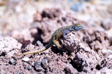 lizard in the Atacama salt flat, Chile. High quality photo clipart