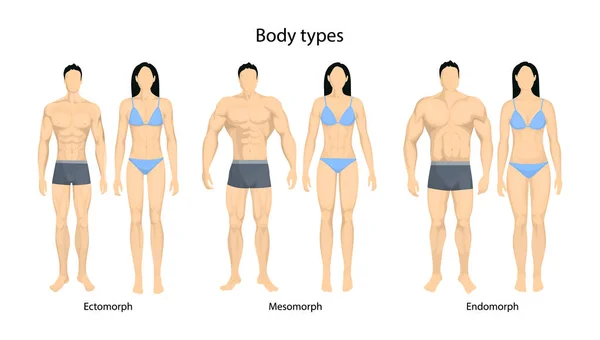 Human Body Types Men Women Endomorph Ectomorph Mesomorph — Stockvector