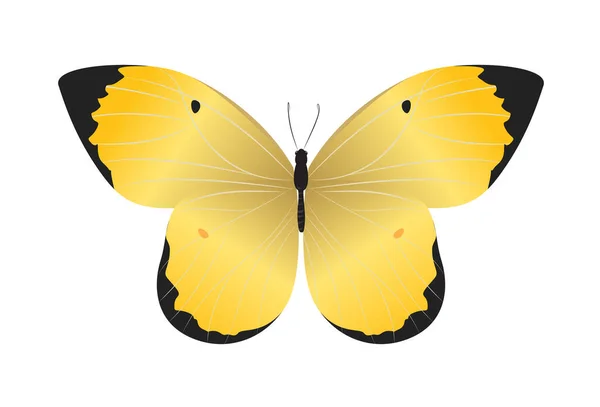 Hermosa Mariposa Aislada Sobre Fondo Blanco Colores Amarillo Negro — Vector de stock