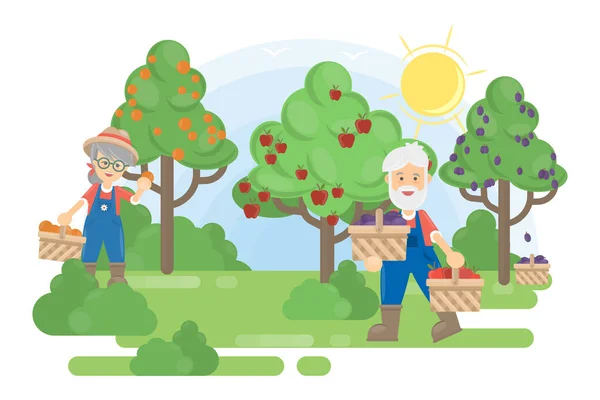 Couple in garden. Senior farmers grow the trees with fruits.