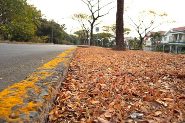 beautiful leaves on the ground landscape with a tree on a cloudy day