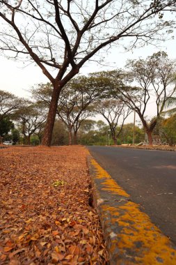 beautiful leaves on the ground landscape with a tree on a cloudy day