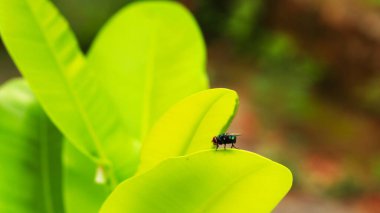 Fly on the leaf in the garden. Macro photography of insect.
