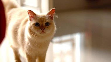 Cute white cat with blue eyes looking at the camera on the window