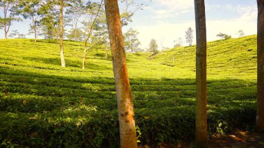 tea green field with a beautiful sky
