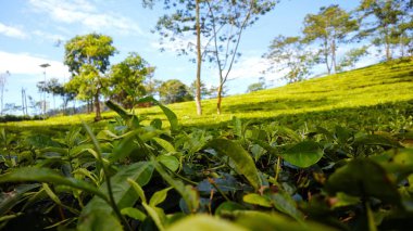 tea green field with a beautiful sky