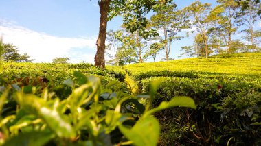 tea green field with a beautiful sky
