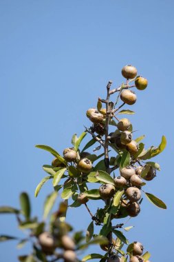 Pyrus spinosa Pyrus amygdaliformis the almond-leaved pear fruit tree.